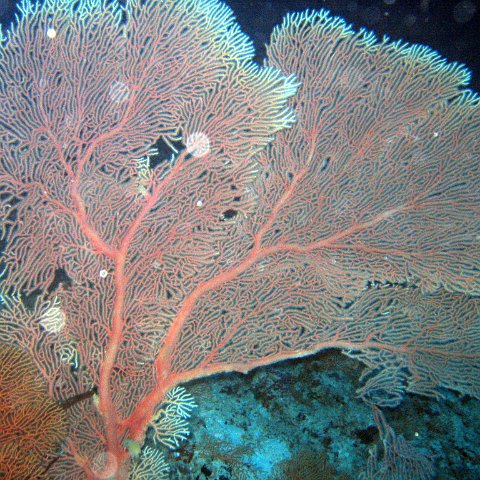 coralsurverynevisfourseasons_130 coralsurverynevisfourseasons_130