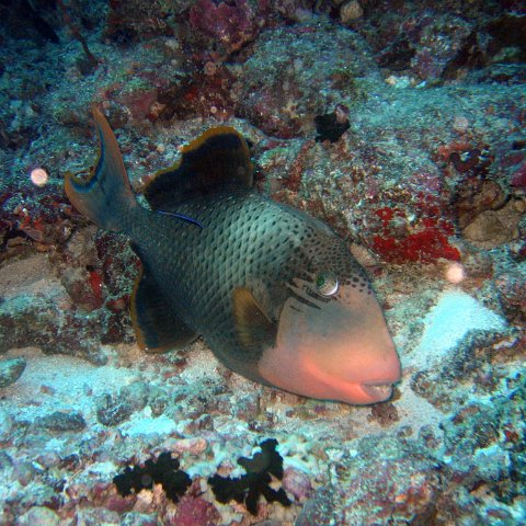 coralsurverynevisfourseasons_132 coralsurverynevisfourseasons_132