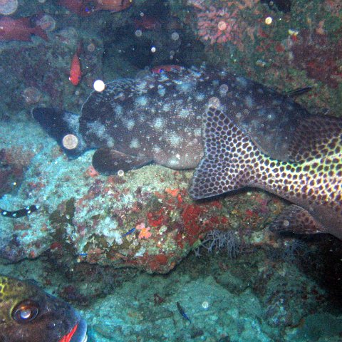 coralsurverynevisfourseasons_133 coralsurverynevisfourseasons_133