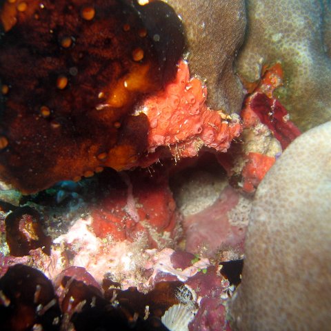 coralsurverynevisfourseasons_134 coralsurverynevisfourseasons_134