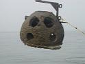 OysterSpatSettledReefBalls