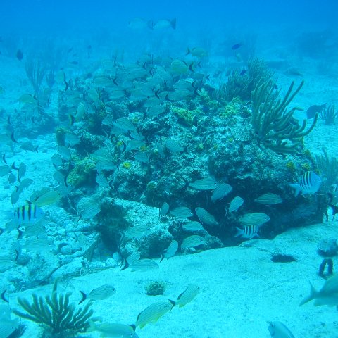 2005Aug5 Cancun 056 2005Aug5 Cancun 056