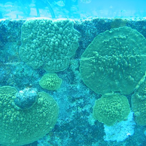 2005Aug5 Cancun 091 2005Aug5 Cancun 091