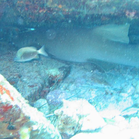 2005Aug5 Cancun 094 2005Aug5 Cancun 094