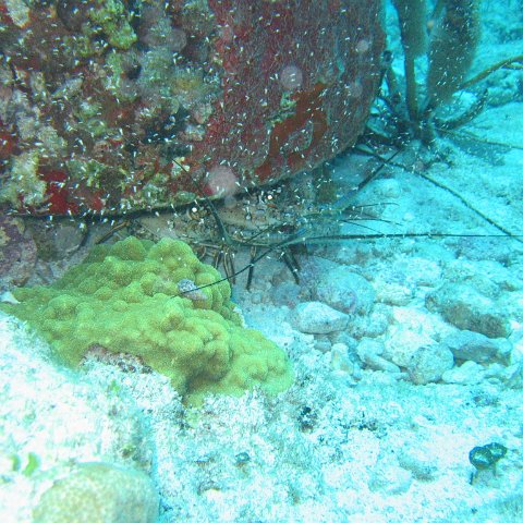 2005Aug5 Cancun 117 2005Aug5 Cancun 117