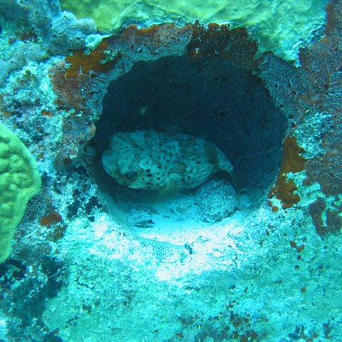 2005Aug5 Cancun 133 2005Aug5 Cancun 133