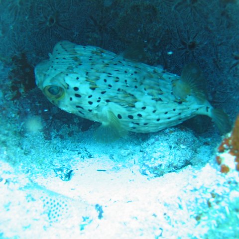 2005Aug5 Cancun 134 2005Aug5 Cancun 134