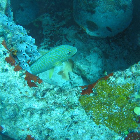 2005Aug5 Cancun 156 2005Aug5 Cancun 156