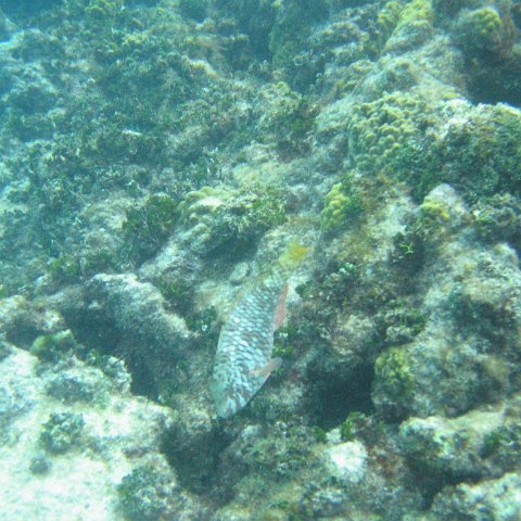 2005Aug5 Cancun 202 2005Aug5 Cancun 202