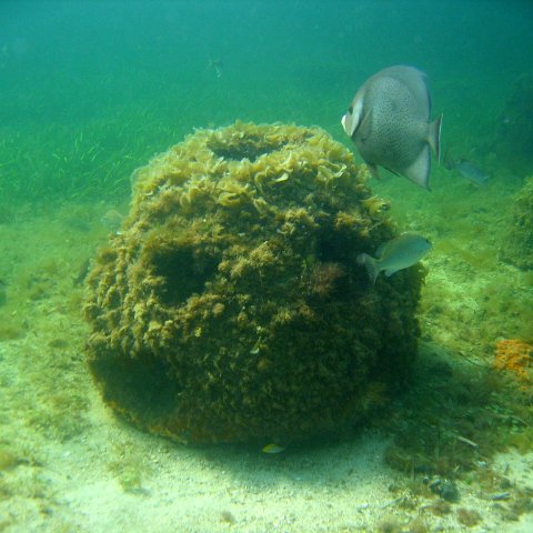 fotos_submarinas_reef_ball_yucatan