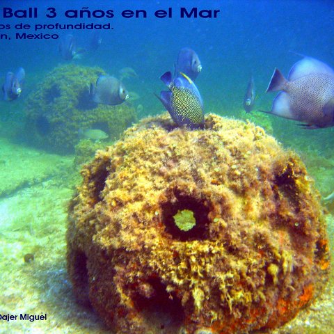 Bay Ball Con palometas