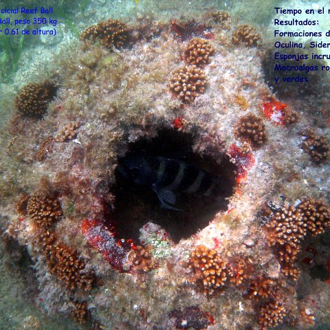 Bay Ball con corales