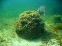 fotos_submarinas_reef_ball_yucatan