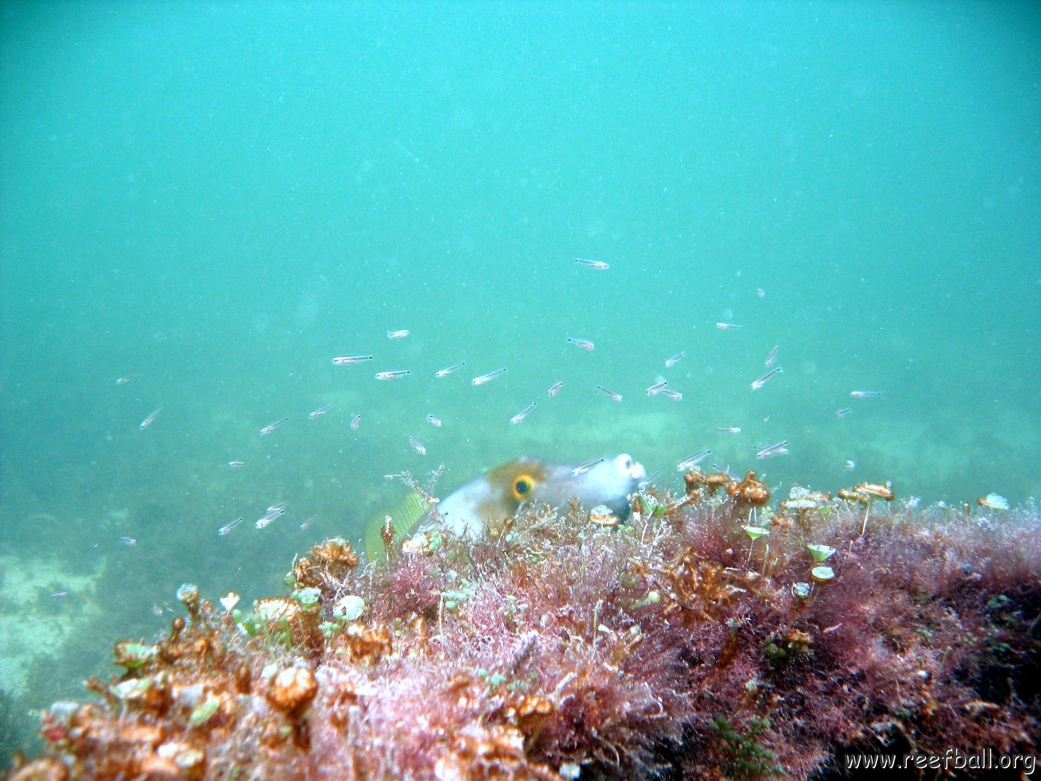 Juveniles Lerma May 2007