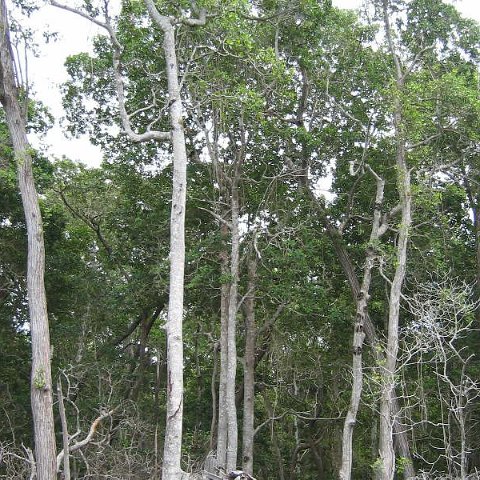 redmangrovehurricanedamage