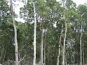 redmangrovehurricanedamage