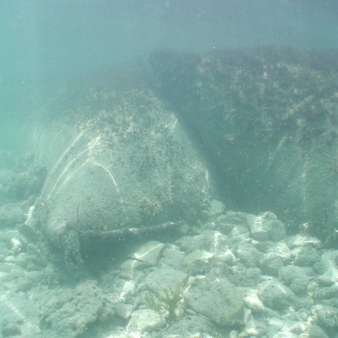 P9033384 P9033384