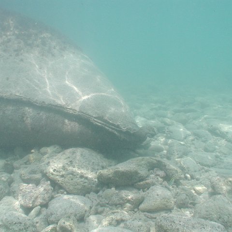 P9033388 P9033388