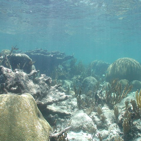 P9033408 P9033408