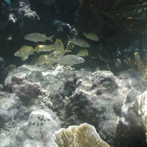 P9033412 P9033412