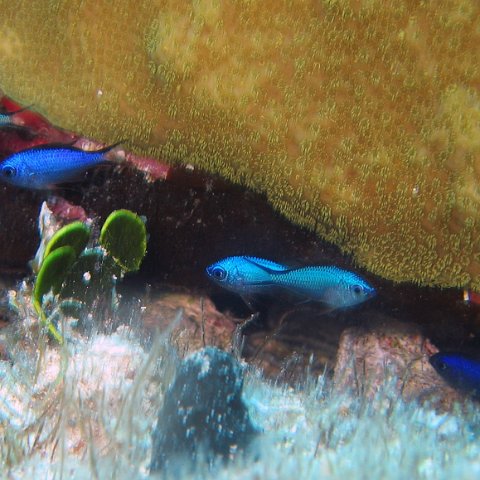 chromis