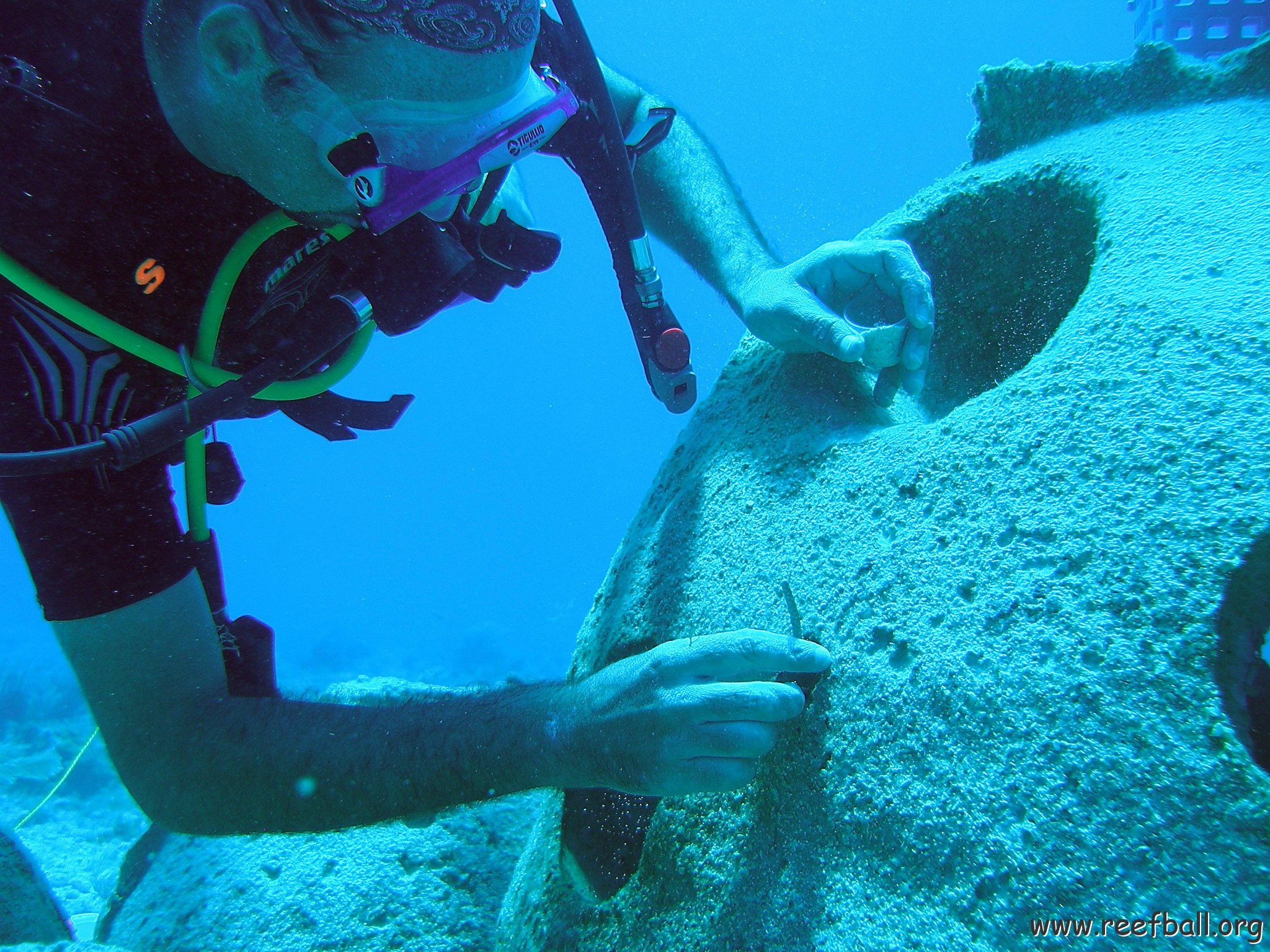 reef baal cozumel 035