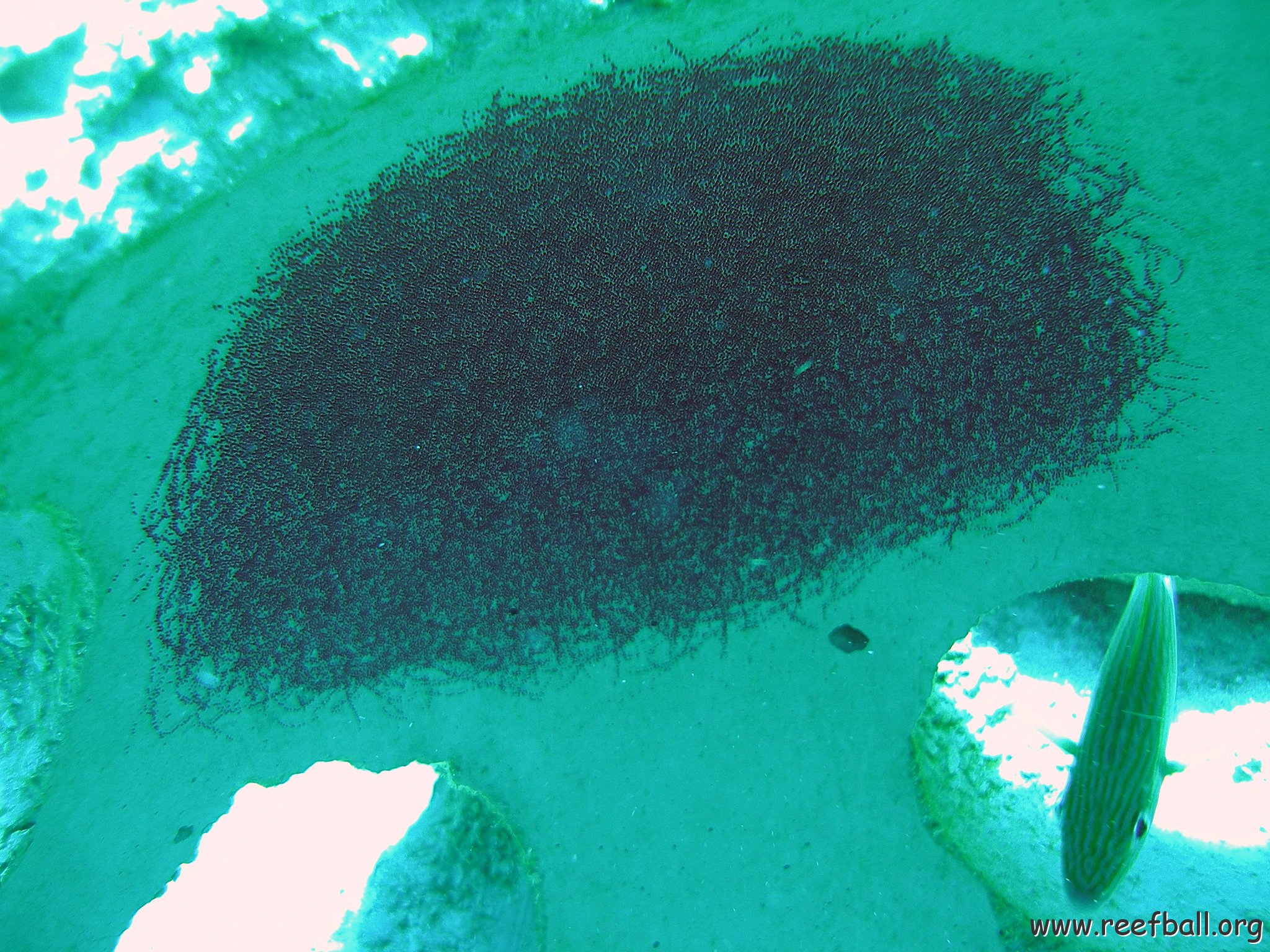 reef baal cozumel 076