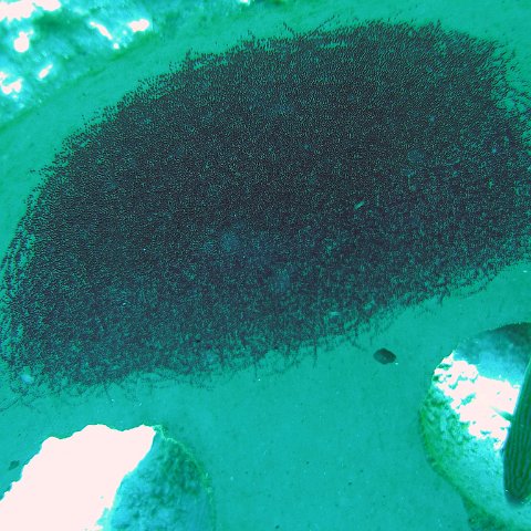 reef baal cozumel 076