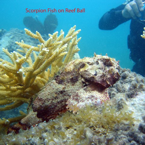 scorpionfish