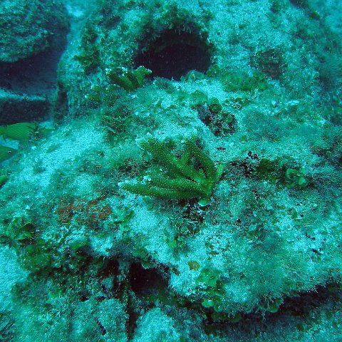 manchones reef