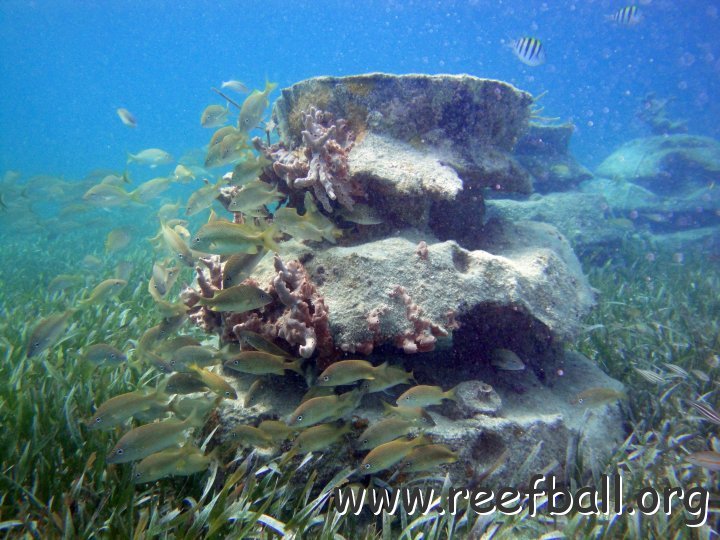 LosManchonesReefnearIslaMujeres