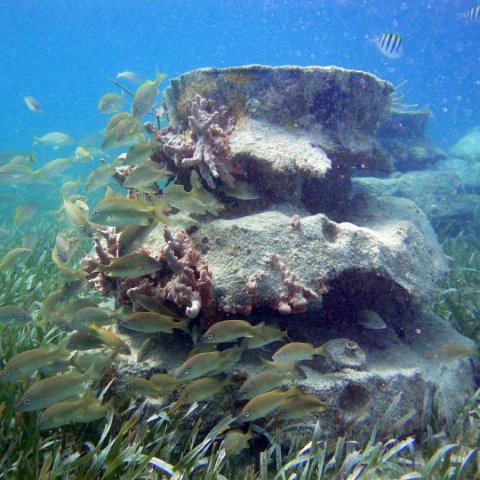 LosManchonesReefnearIslaMujeres