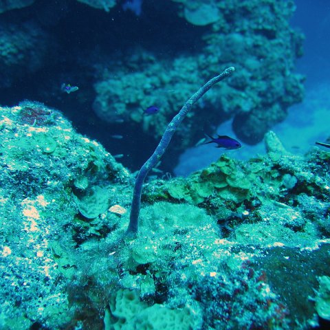 Palancar Monitoring Dive June 16, 2007