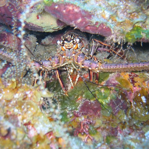 IMG_9038 IMG_9038