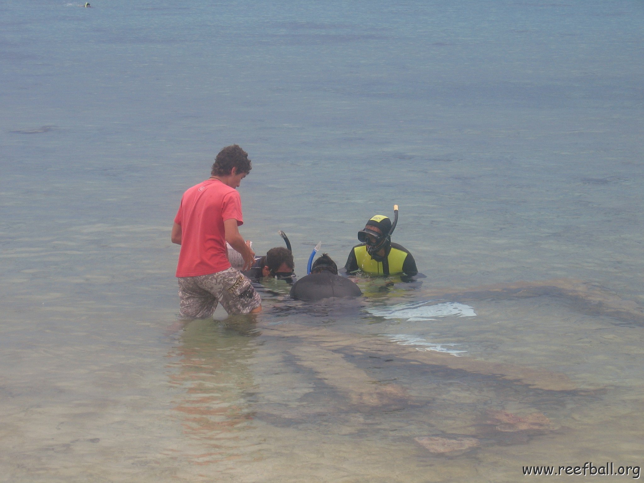 cozumelcoralpropproject2007 013 