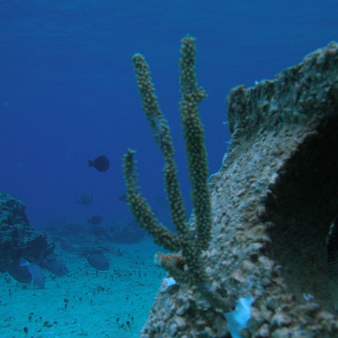P6140098 P6140098