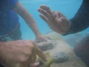 coralplanting