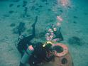 coralplanting