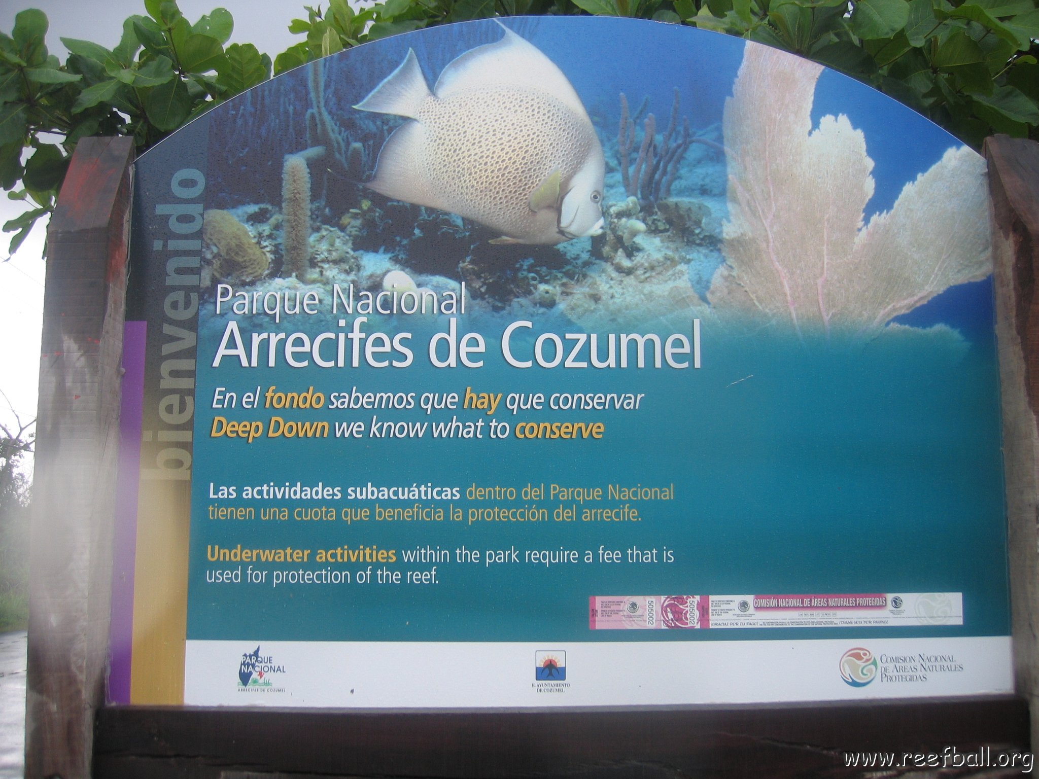 cozumelcoralpropproject2007 006