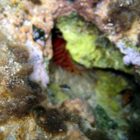 IMG_9138 IMG_9138