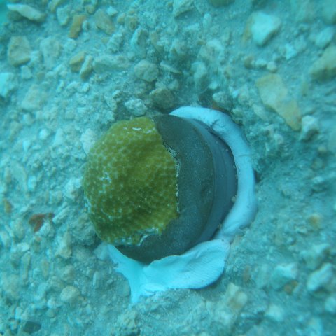 P6150200 P6150200
