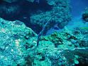 CozumelReefmonitoring