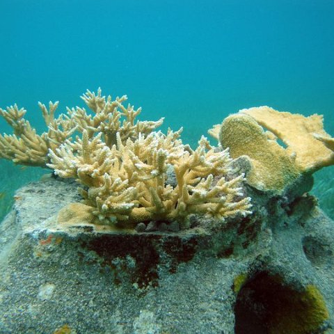 MonitoringAcropora3.3.2010