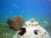 MonitoringAcropora3.3.2010
