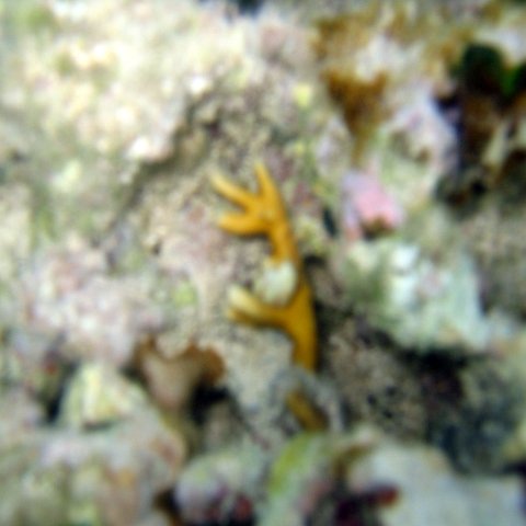 img_4603 img_4603