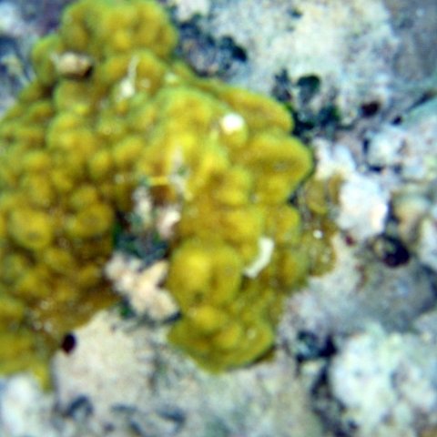 img_4606 img_4606