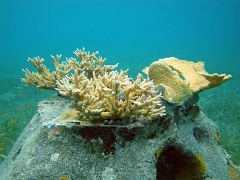 Sac Bajo
