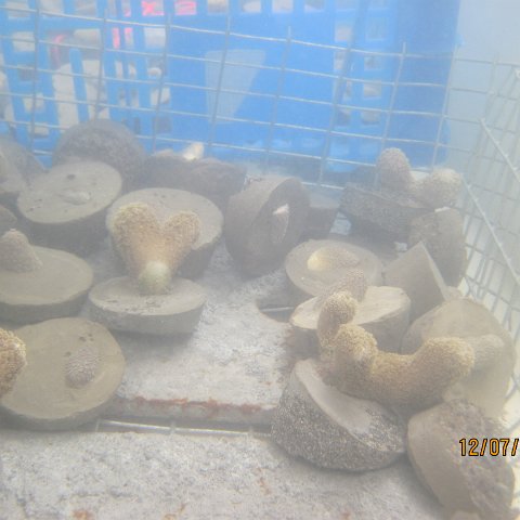 IMG_1090 IMG_1090