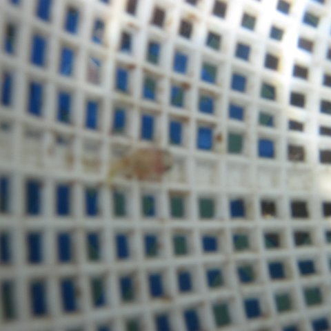 IMG_1093 IMG_1093