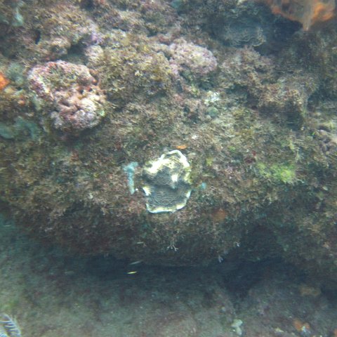 IMG_0868 IMG_0868